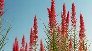 Amaranth: A Colorful and Nutritious Vegetable You Should Grow