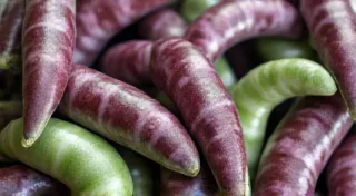 Dragon Tongue Beans: A Unique Variety for Your Garden