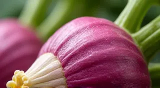 Kohlrabi: A Colorful and Unexpected Vegetable