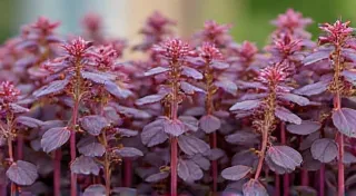 Purple Basil: Adding a Pop of Color to Your Herb Garden