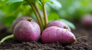 Purple Sweet Potatoes: Growing & Culinary Delights
