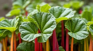 Rainbow Chard: A Kaleidoscope of Colors in Your Garden