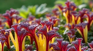 Tri-Color Chard: Elevating Your Garden with Visual Appeal